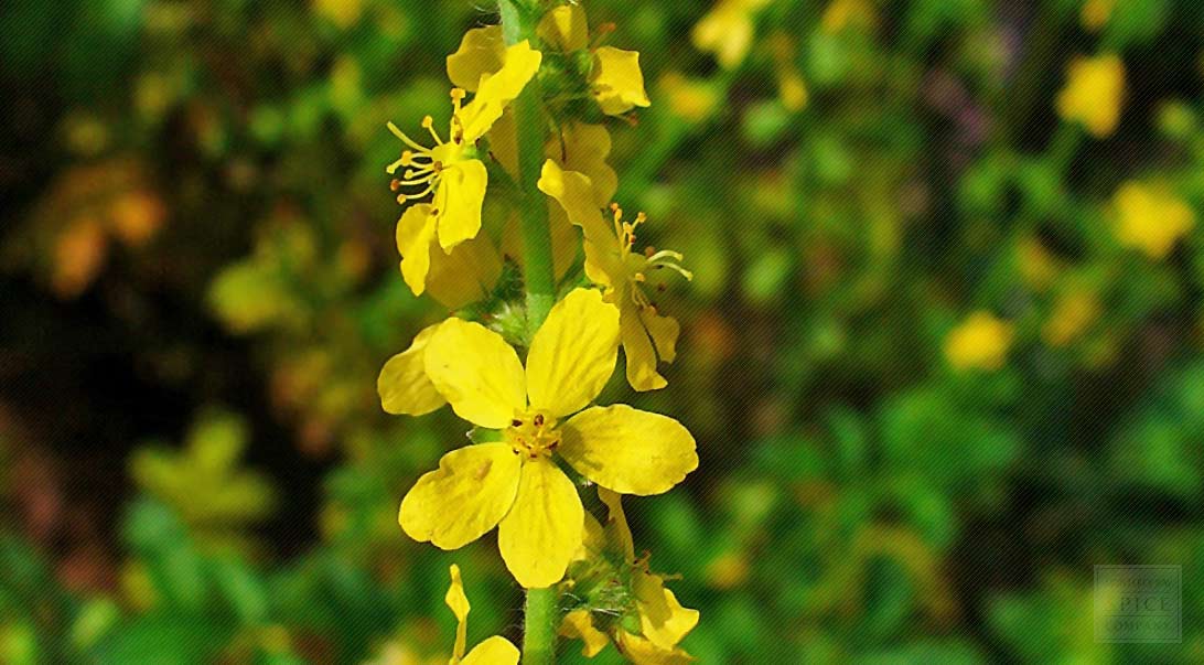 Ilustración de la flor de Bach Agrimony o agrimonia