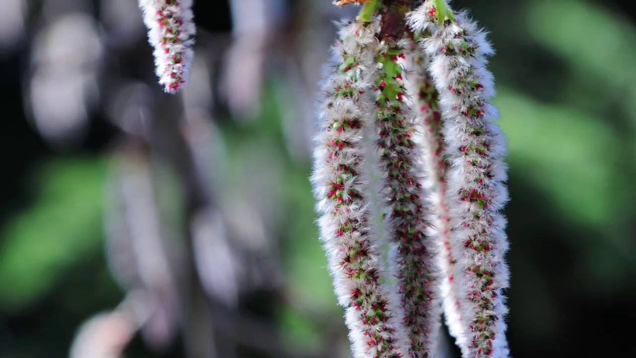 Ilustración de la flor de Bach Aspen o álamo temblón