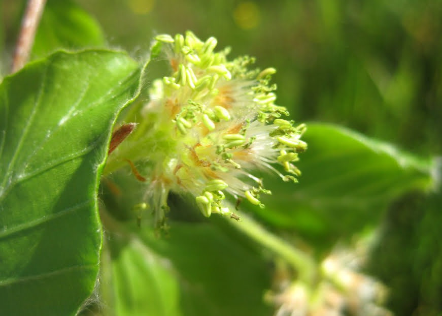 Ilustración de la flor de Bach Beech o haya