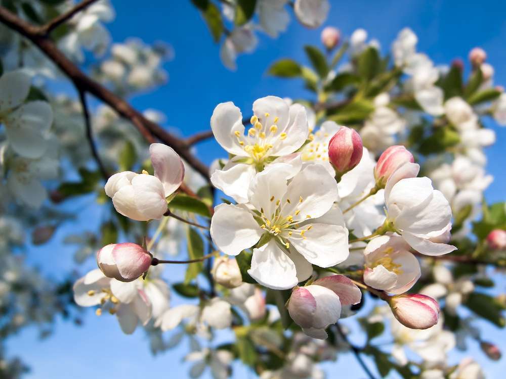 Ilustración de la flor de Bach Crab Apple o manzano silvestre
