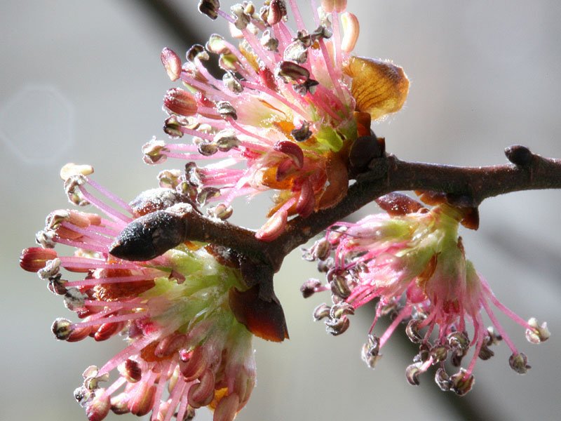 Ilustración de la flor de Bach Elm u olmo