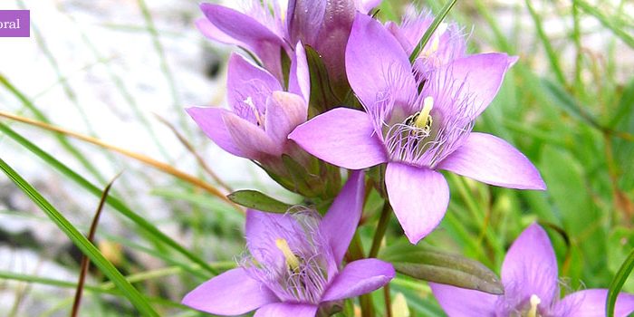 Ilustración de la flor de Bach Gentian o genciana