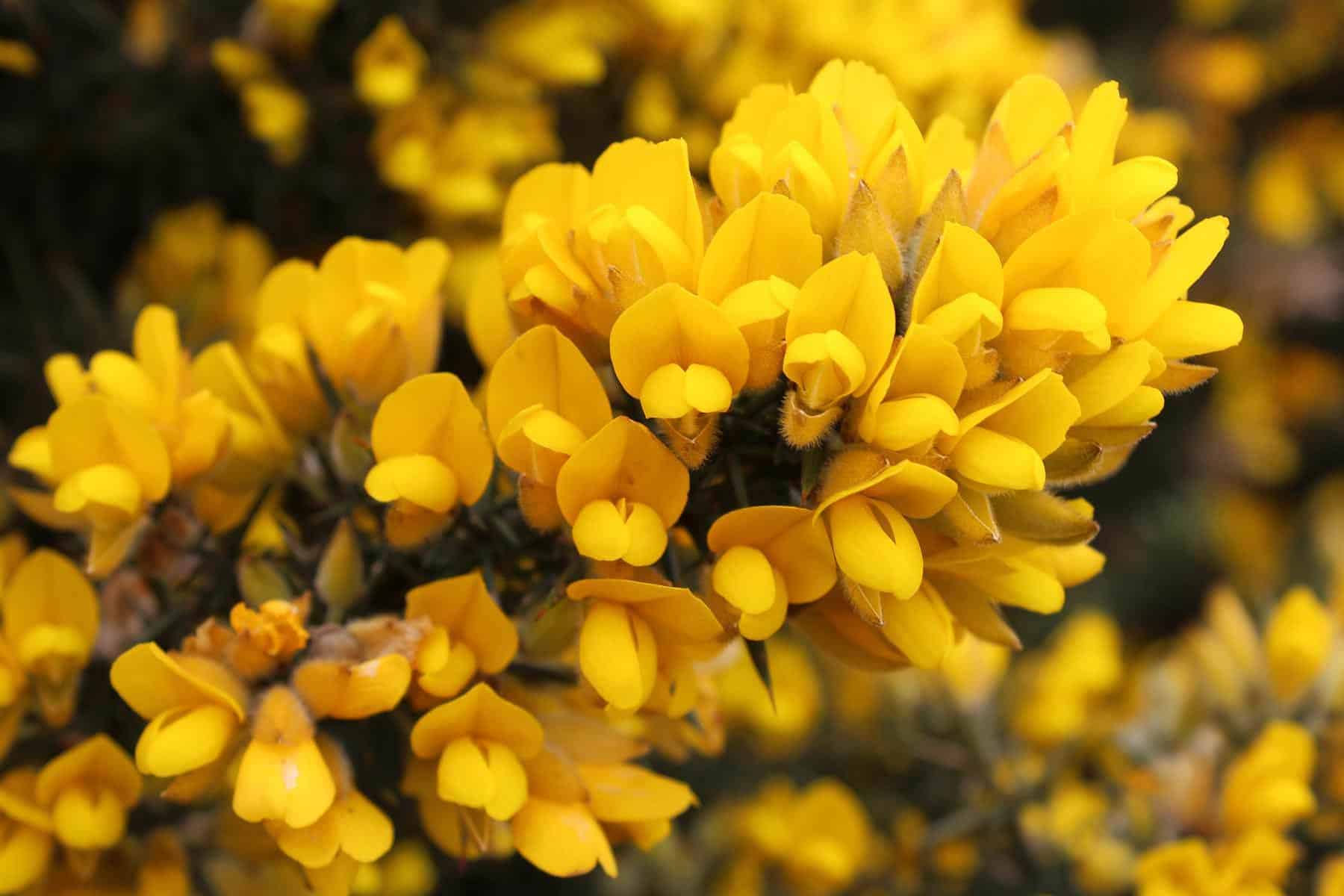 Ilustración de la flor de Bach Gorse o aulaga