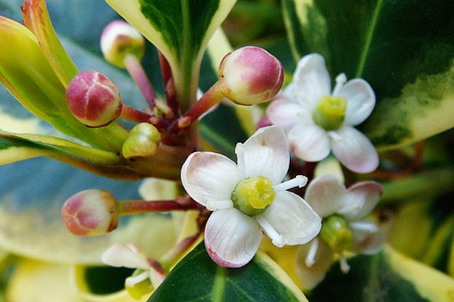 Ilustración de la flor de Bach Holly o acebo