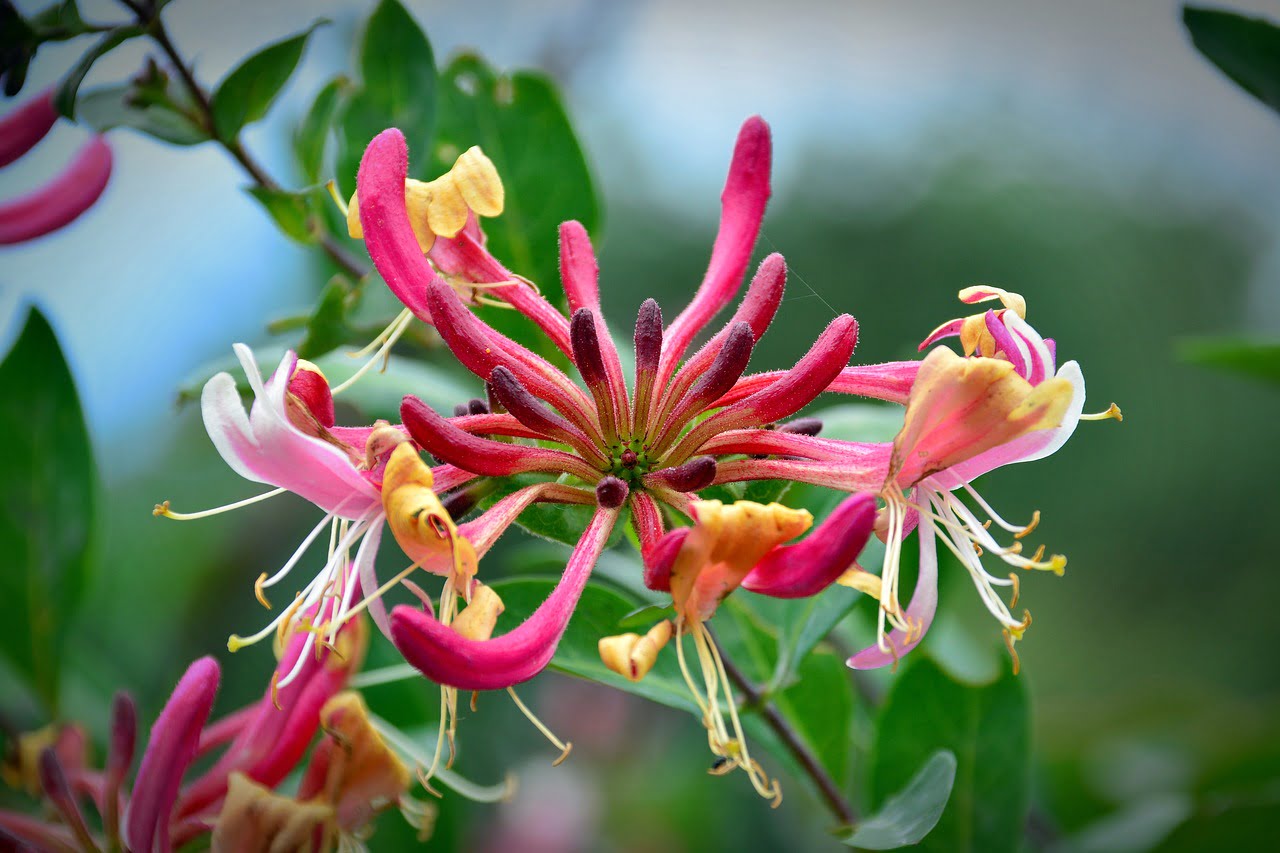 Ilustración de la flor de Bach Honeysuckle o madreselva