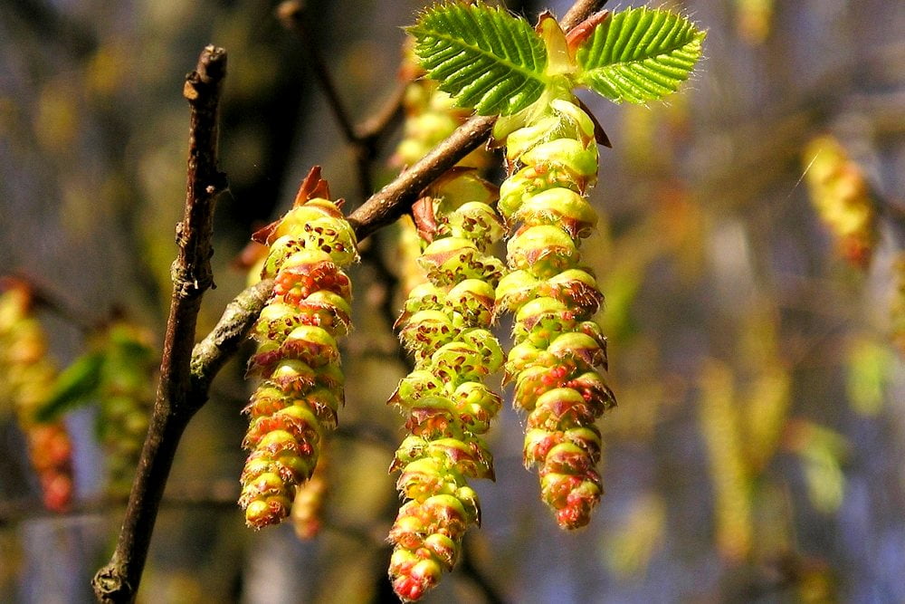 Ilustración de la flor de Bach Hornbeam o carpe