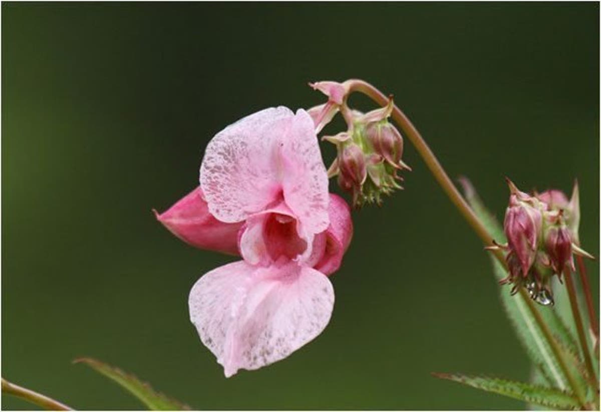 Ilustración de la flor de Bach Impatiens o impaciencia