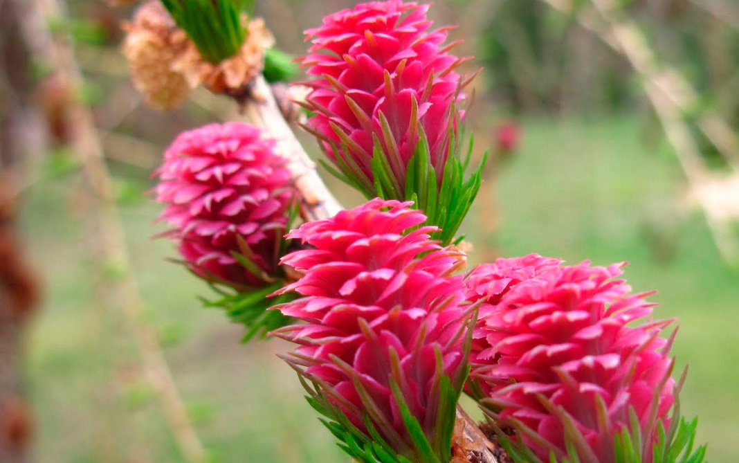 Ilustración de la flor de Bach Larch o alerce