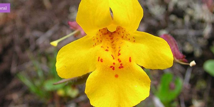 Ilustración de la flor de Bach Mimulus o mímulo