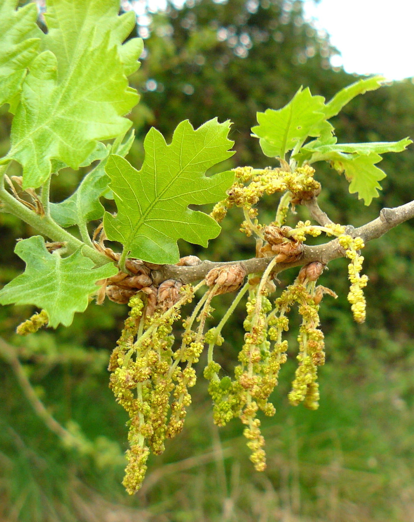 Ilustración de la flor de Bach Oak o roble albar