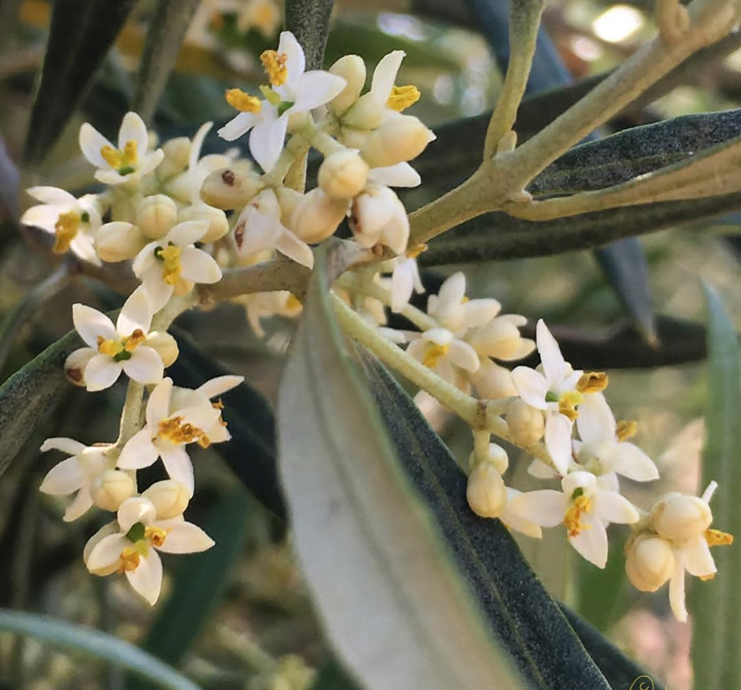 Flor de Bach Olive correspondiente a las flores del olivo tradicional