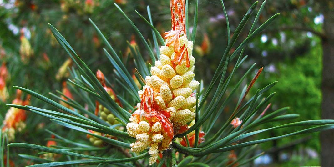 Flor de Bach Pine correspondiente a las flores del pino silvestre