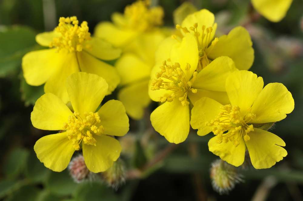 Flor de Bach Rock Rose correspondiente a la planta heliantemo