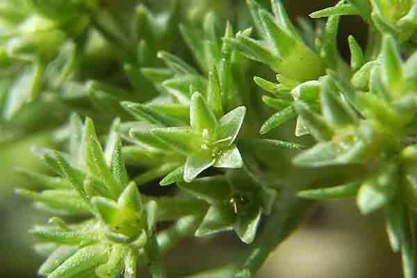 Flor de Bach Scleranthus utilizada en el sistema de terapia floral