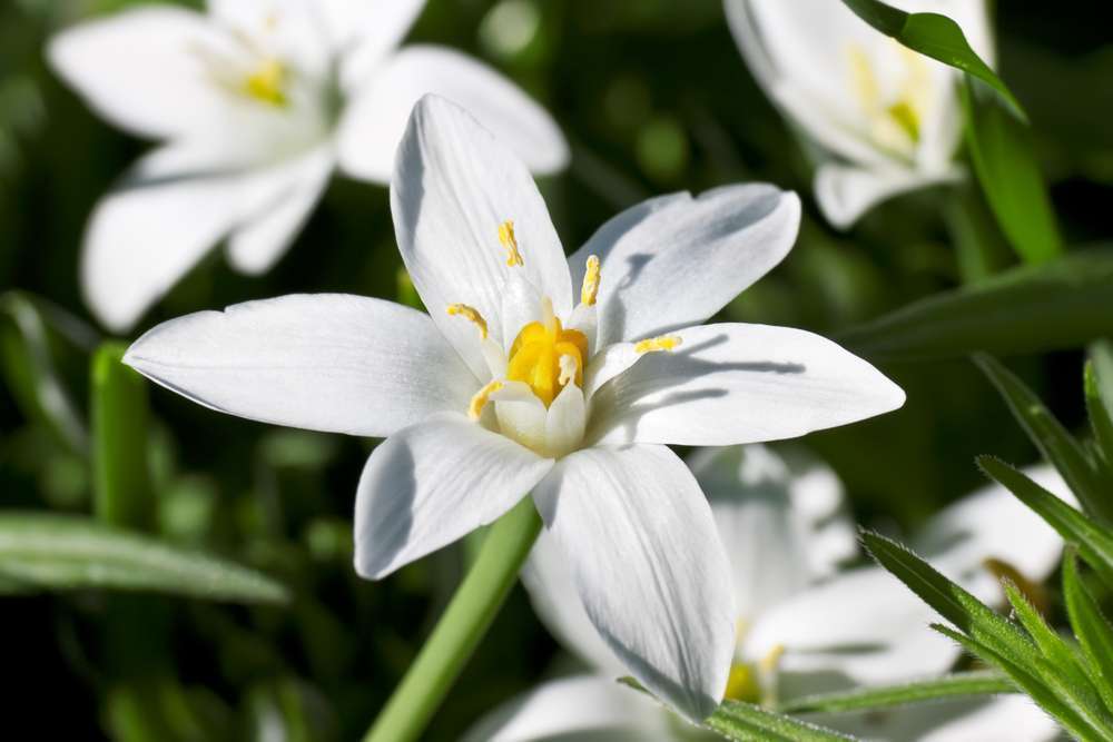 Flor de Bach Star of Bethlehem conocida como leche de gallina
