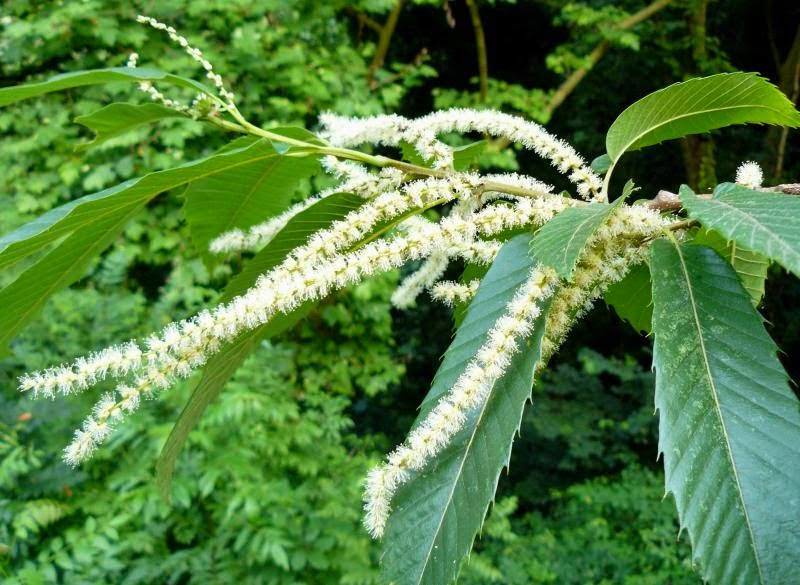 Flor de Bach Sweet Chestnut vinculada al castaño dulce europeo