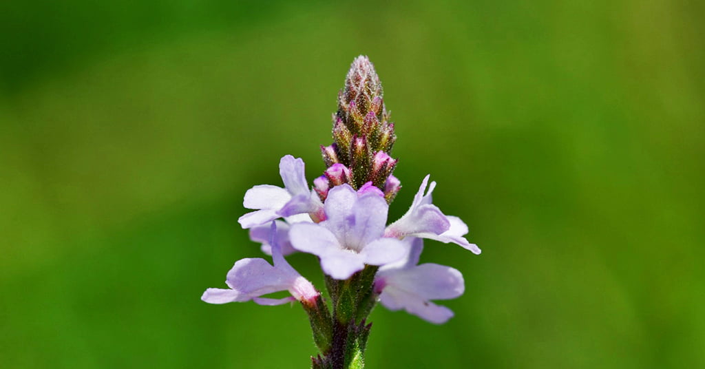 Flor de Bach Vervain correspondiente a la planta de verbena