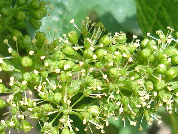 Flor de Bach Vine vinculada a la planta de la vid