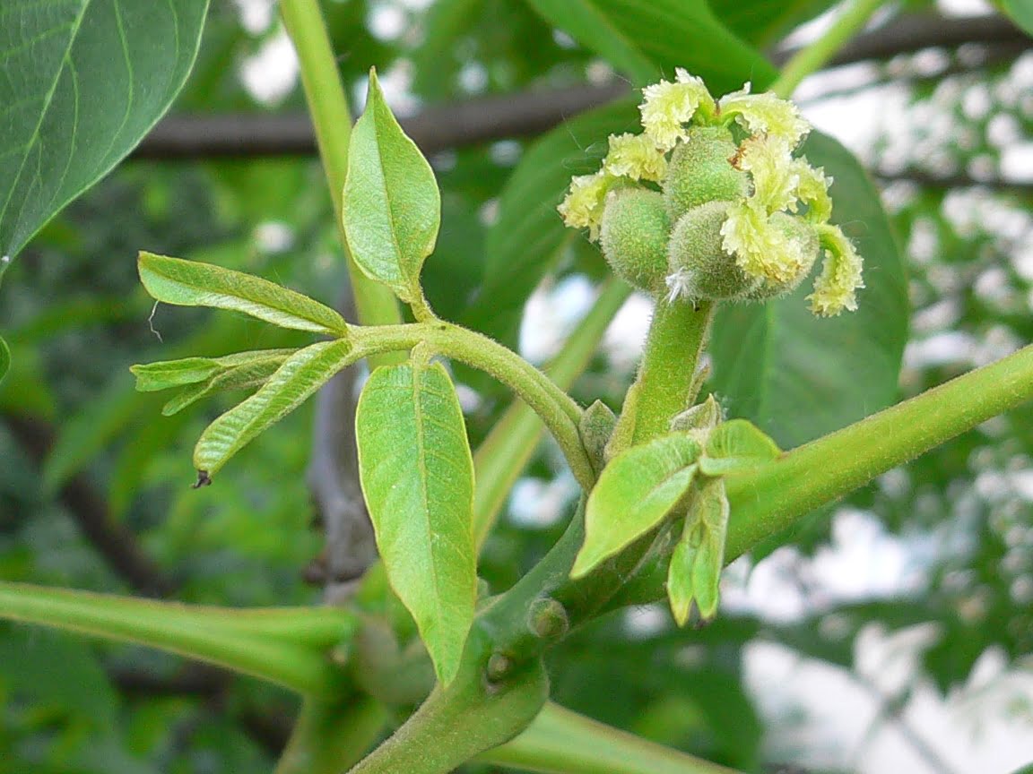 Flor de Bach Walnut vinculada al árbol de nogal común