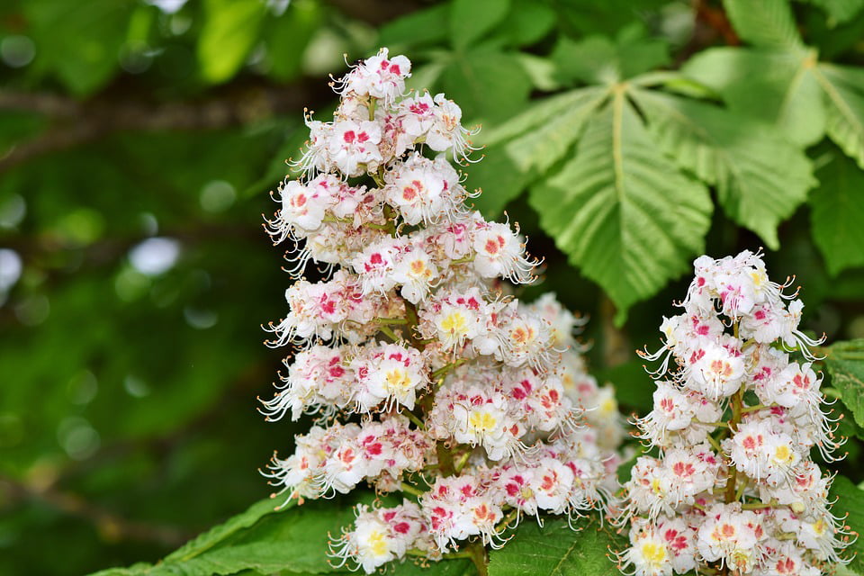 Flor de Bach White Chestnut correspondiente al castaño de Indias