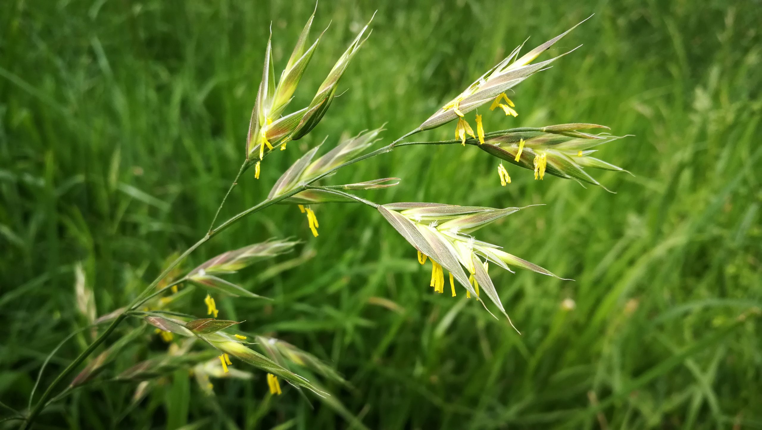 Flor de Bach Wild Oat correspondiente a la avena silvestre