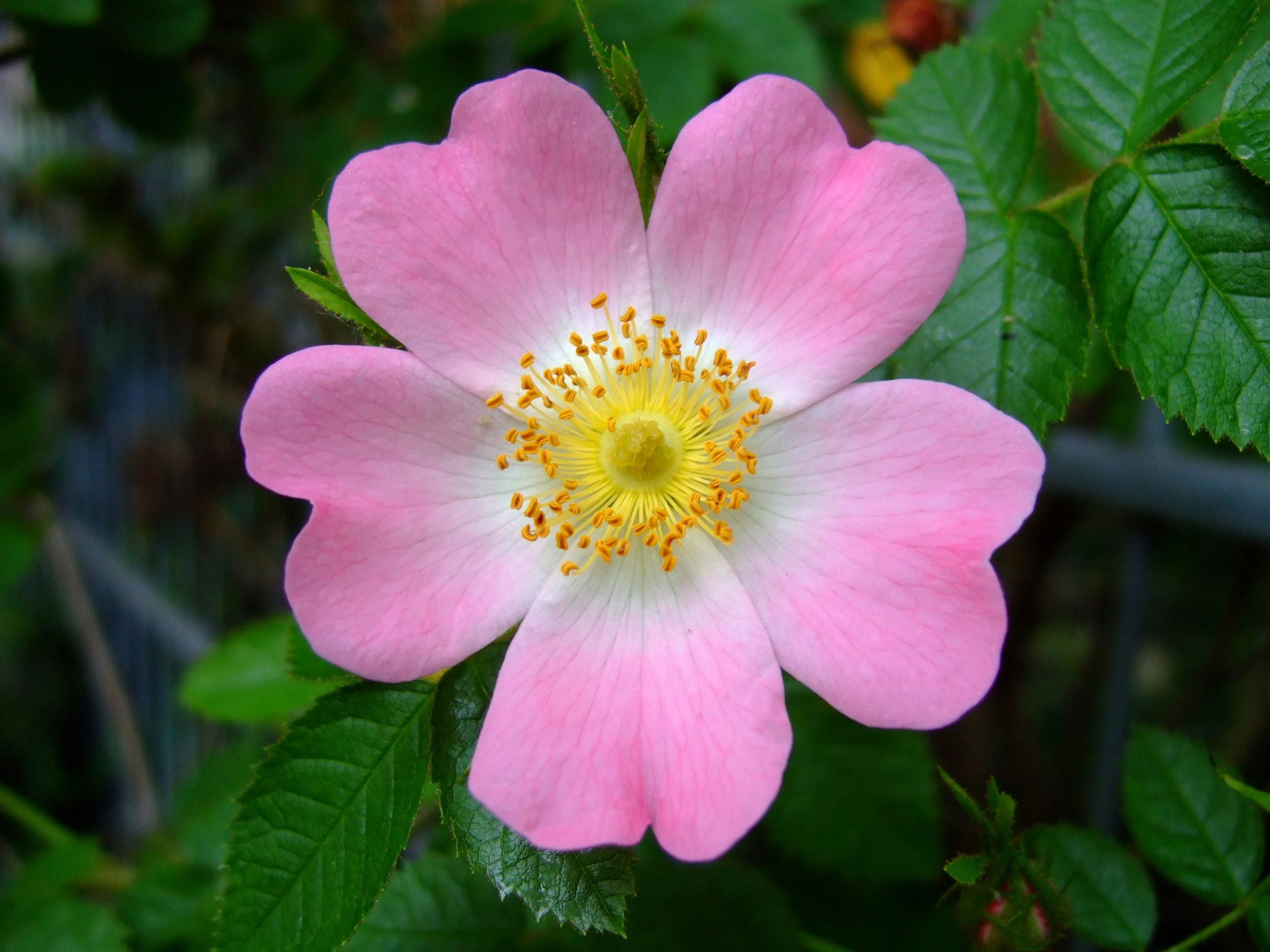 Flor de Bach Wild Rose vinculada a la rosa silvestre
