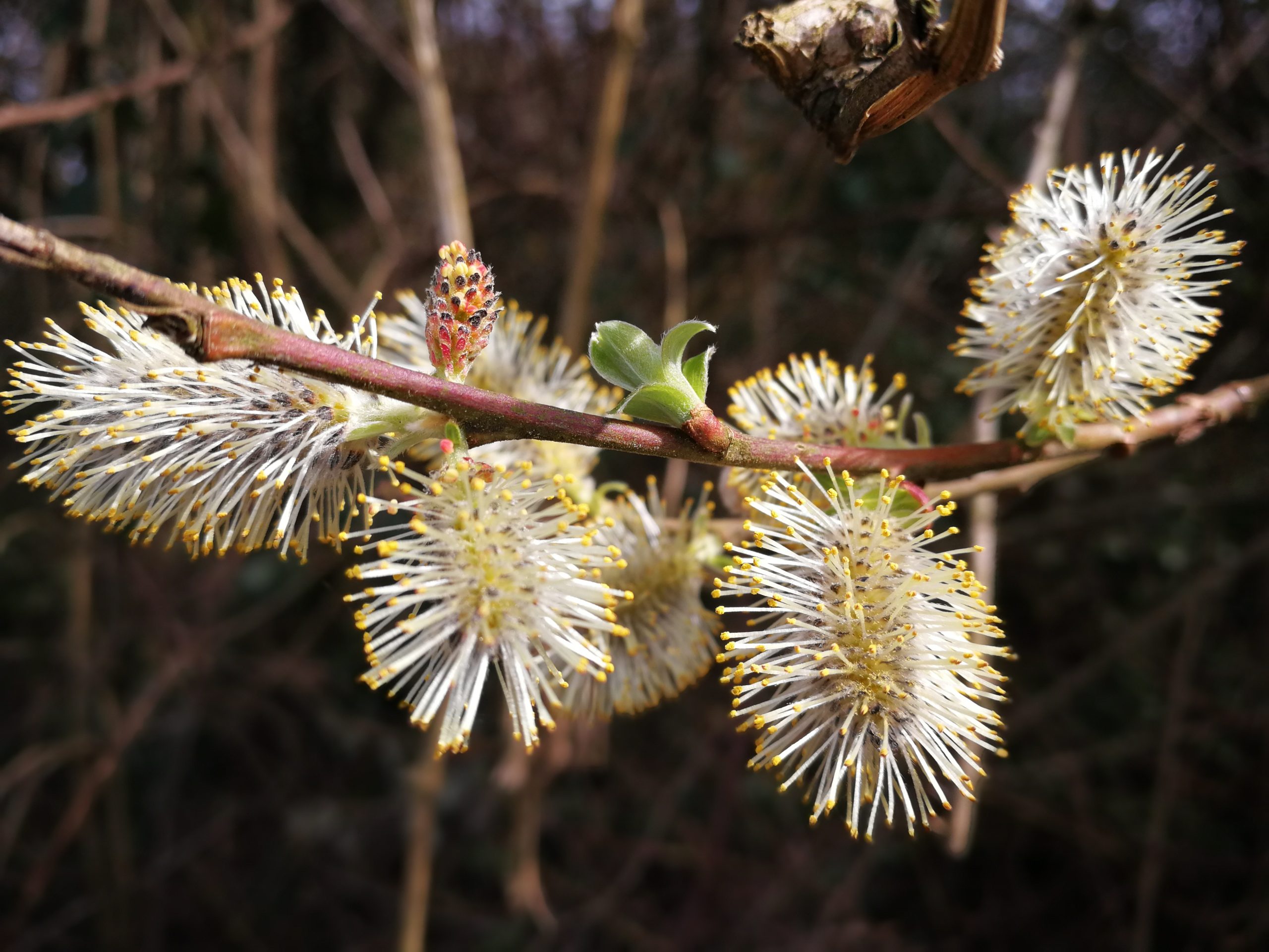 Flor de Bach Willow asociada al sauce y la terapia floral