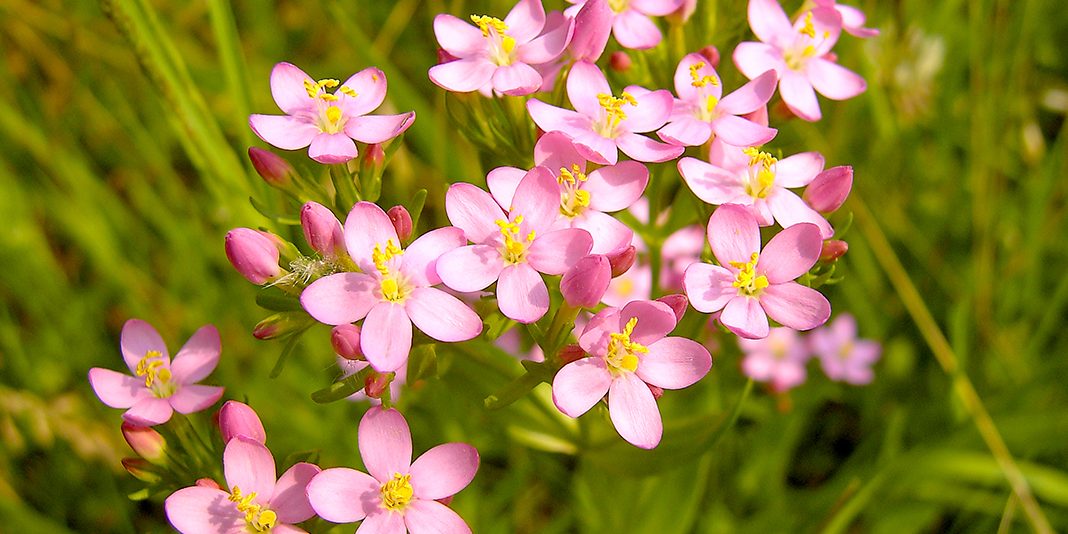Ilustración de la flor de Bach Centaury o centaura