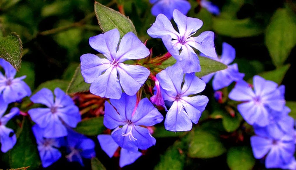 Ilustración de la flor de Bach Cerato o ceratostigma