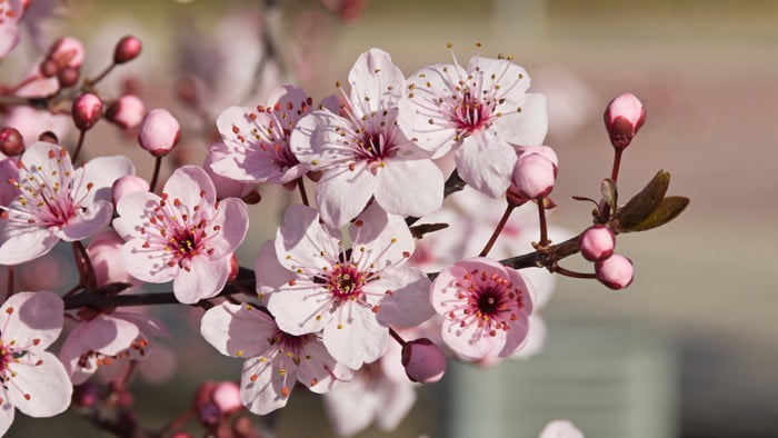 Ilustración de la flor de Bach Cherry Plum o cerasífera