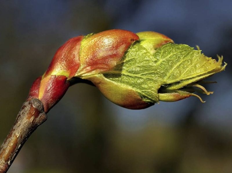 Ilustración de la flor de Bach Chestnut Bud o brote de castaño blanco