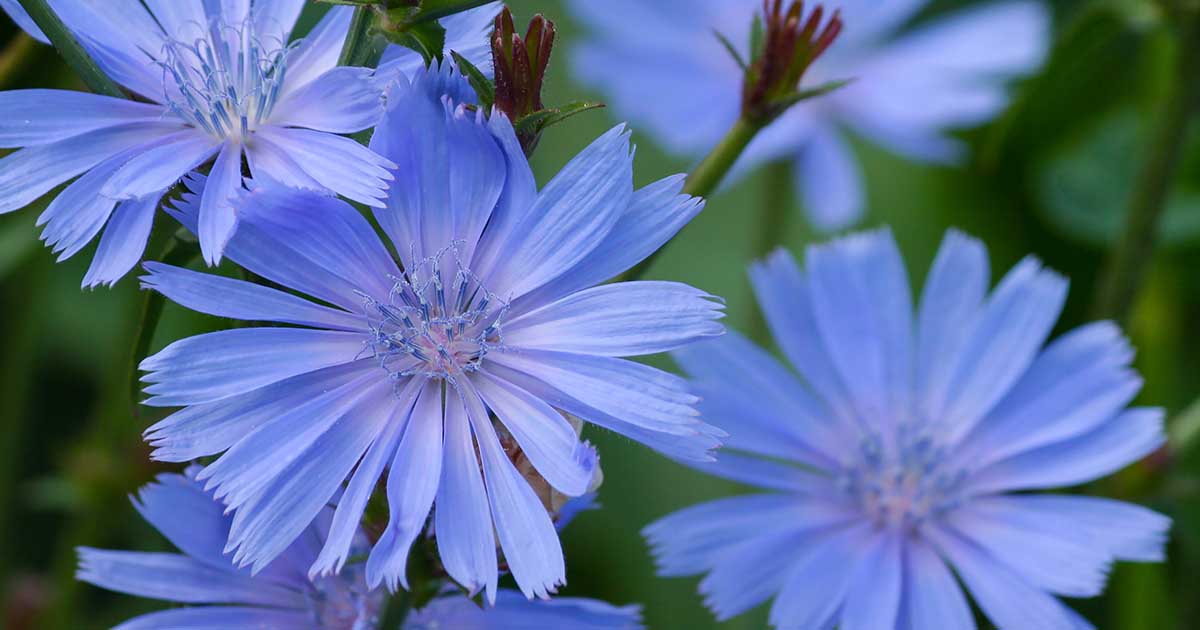 Ilustración de la flor de Bach Chicory o achicoria