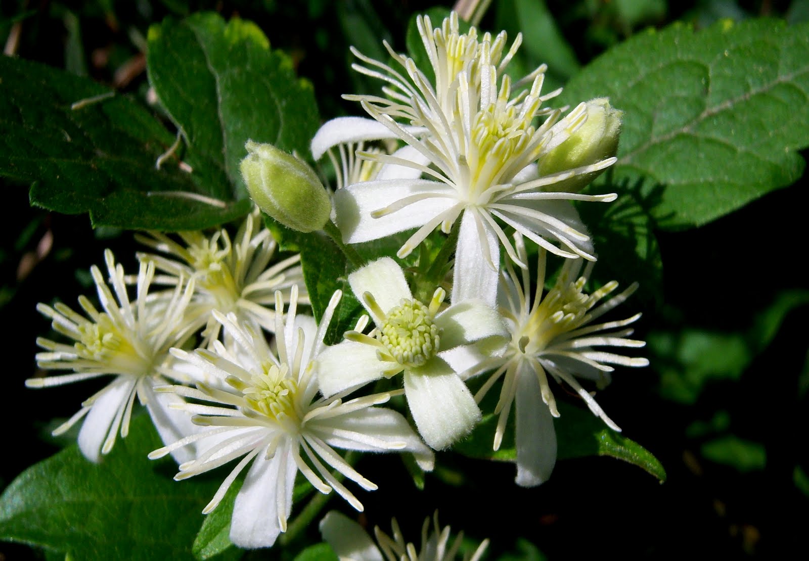 Ilustración de la flor de Bach Clematis o clemátide