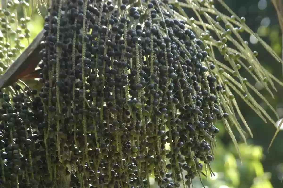 Palmera de acai con frutos tradicionales de la dieta amazónica