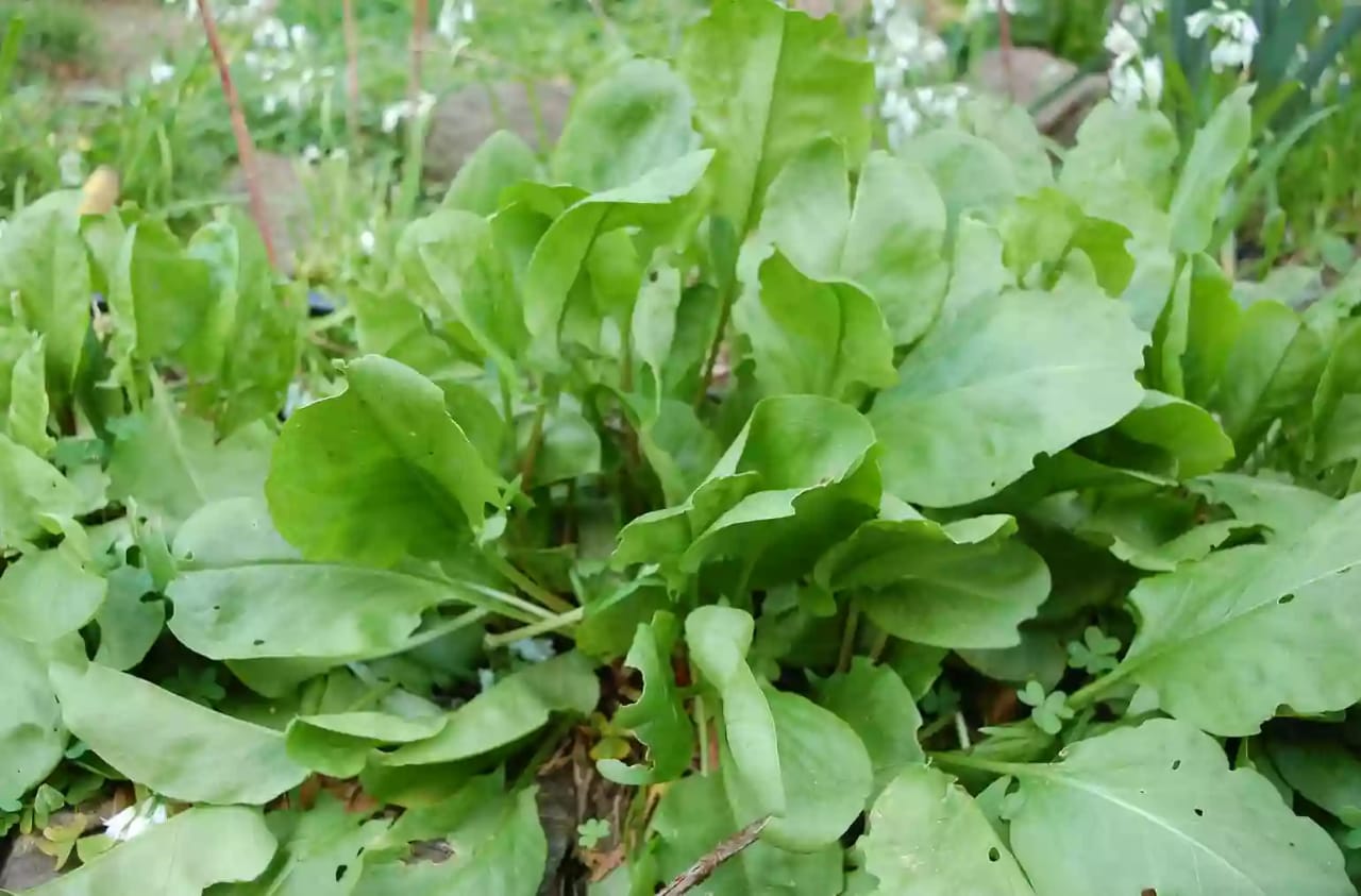 Planta de acedera con hojas comestibles empleada comúnmente en ensaladas