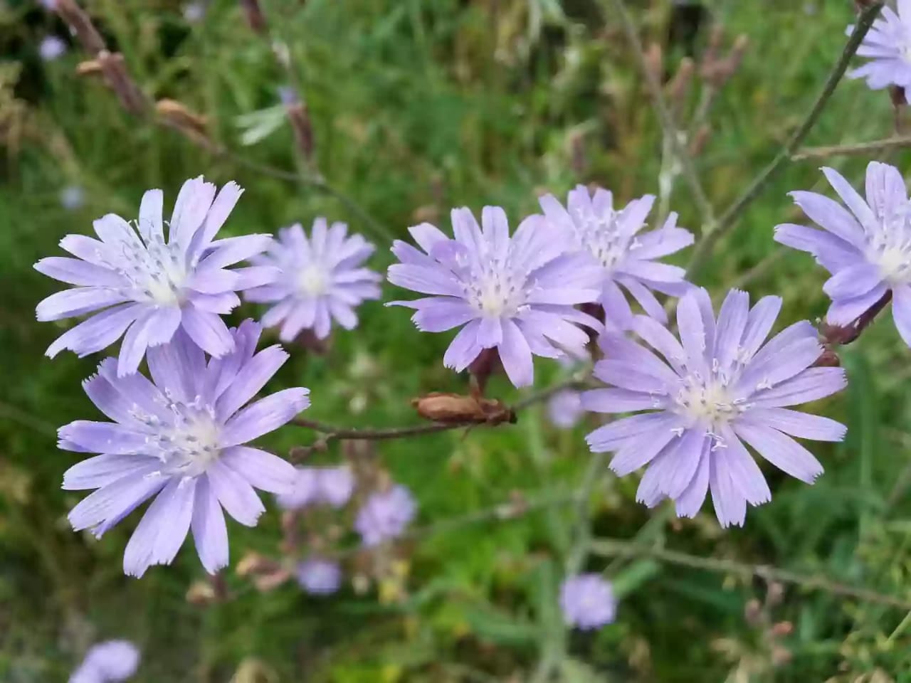 Planta herbácea de achicoria con flores azules brillantes y melíferas