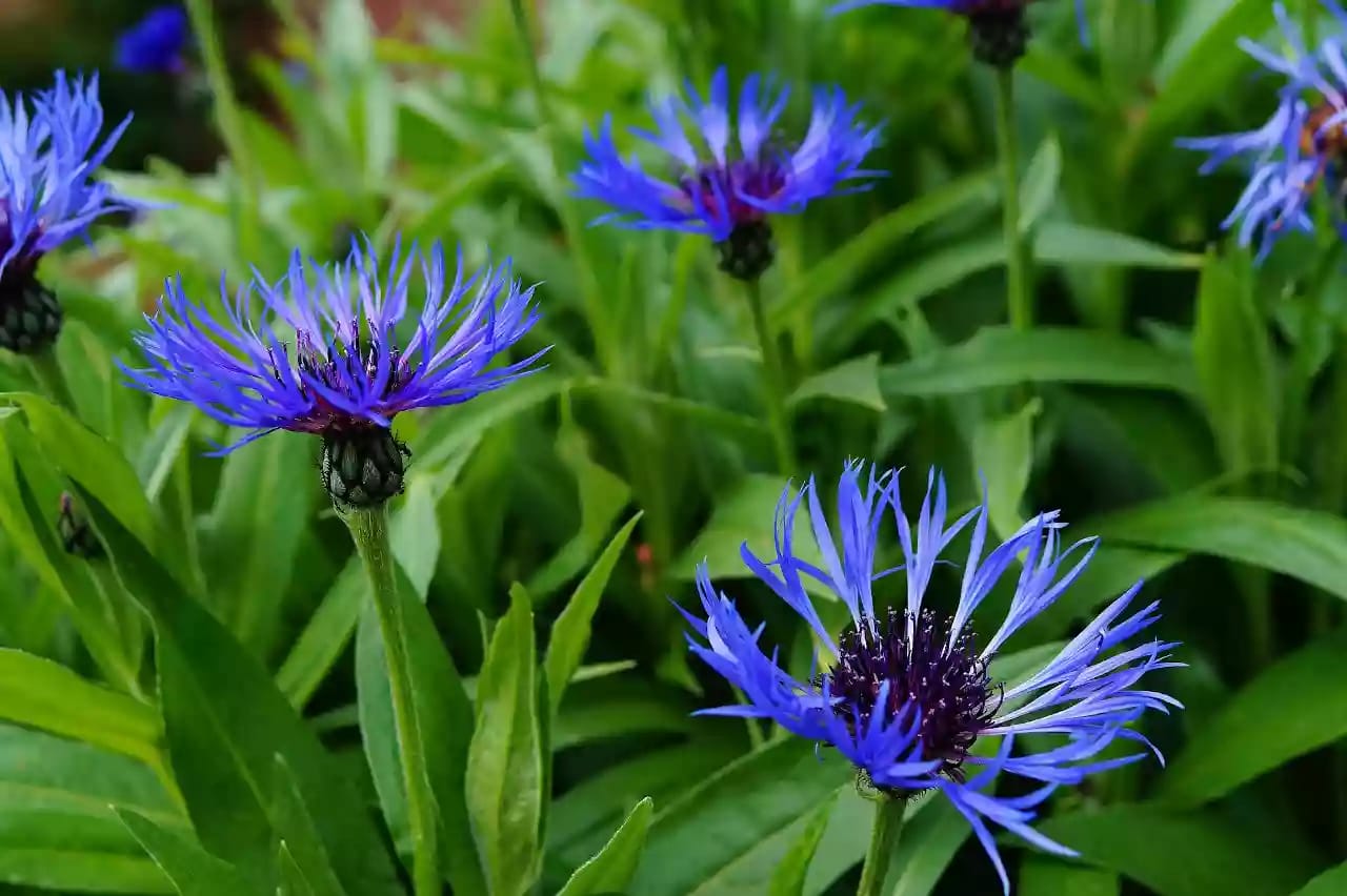 Planta anual de aciano con flores vistosas de uso medicinal