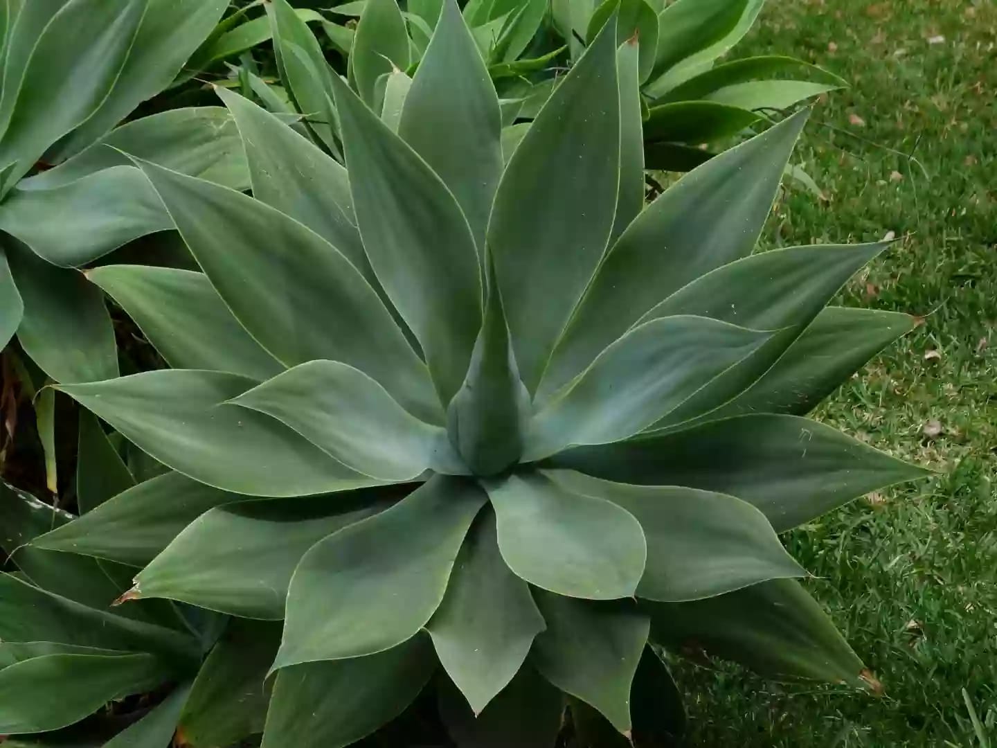 Planta de agave con hojas gruesas y carnosas en roseta