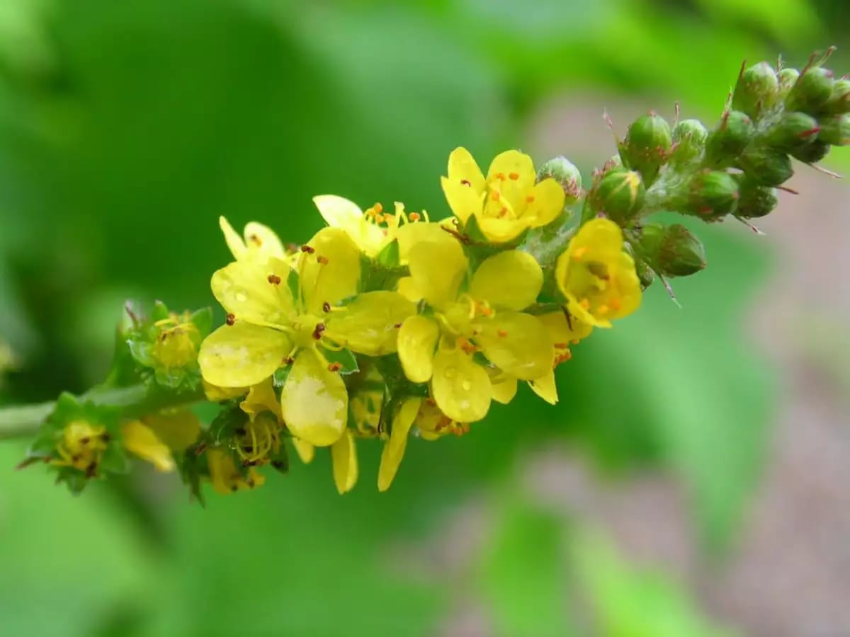 Planta herbácea de agrimonia con espigas de flores amarillas