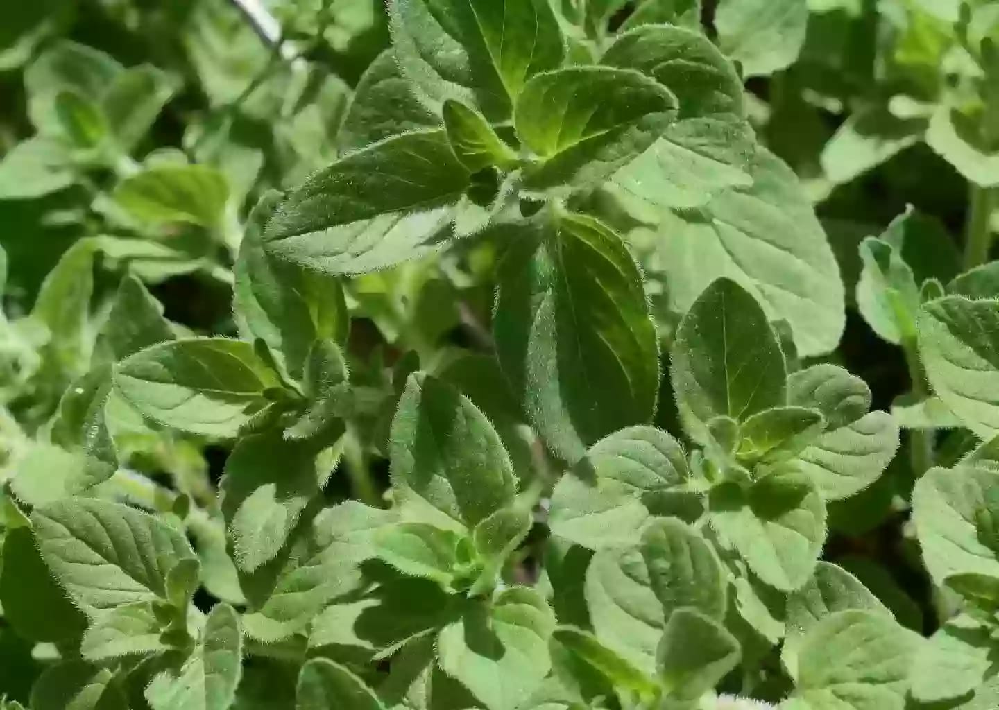 Planta semileñosa de ajedrea con flores pequeñas y blancas