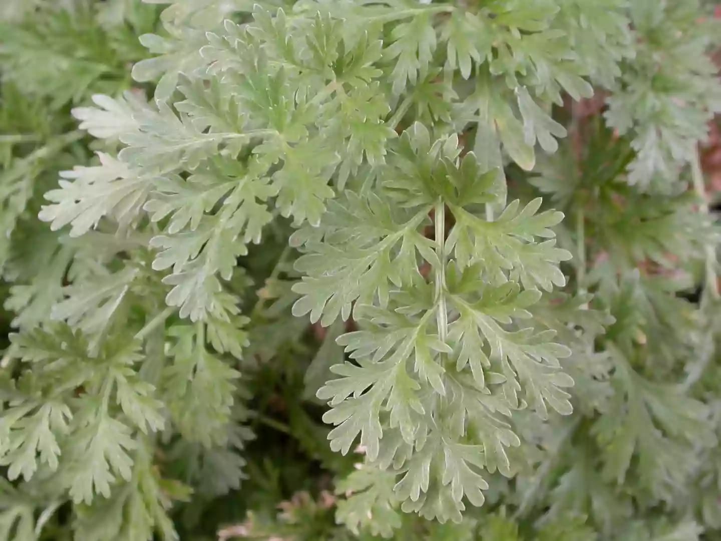 Planta herbácea de ajenjo conocida como madre de las hierbas