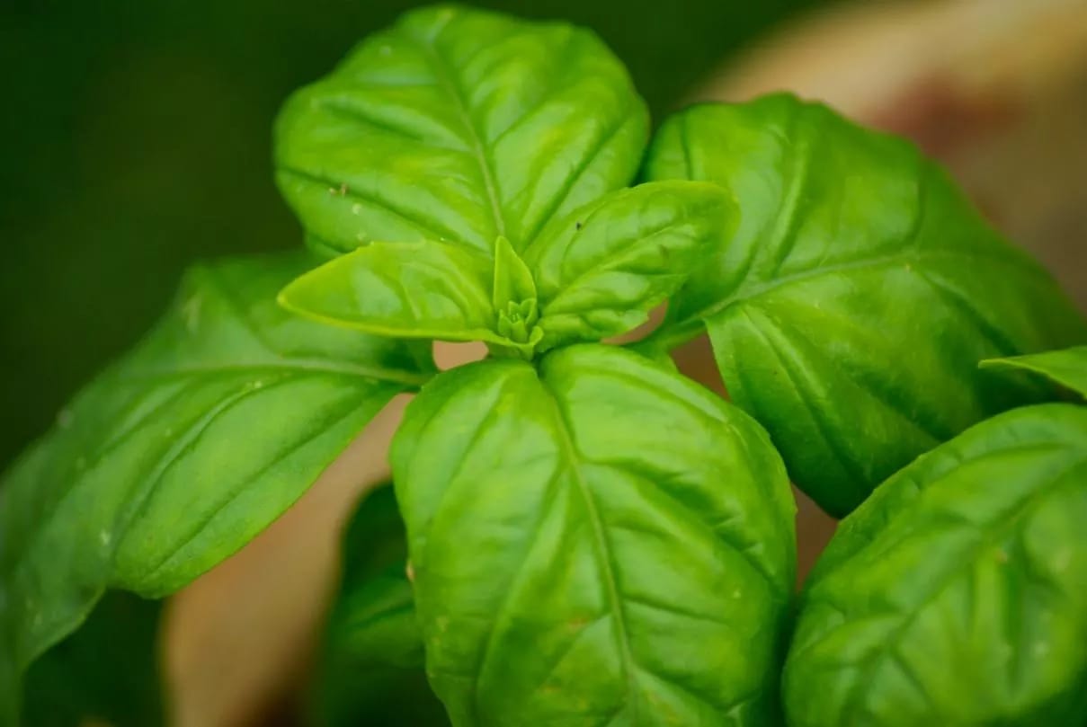 Planta aromática de albahaca con hojas verdes lustrosas y dentadas