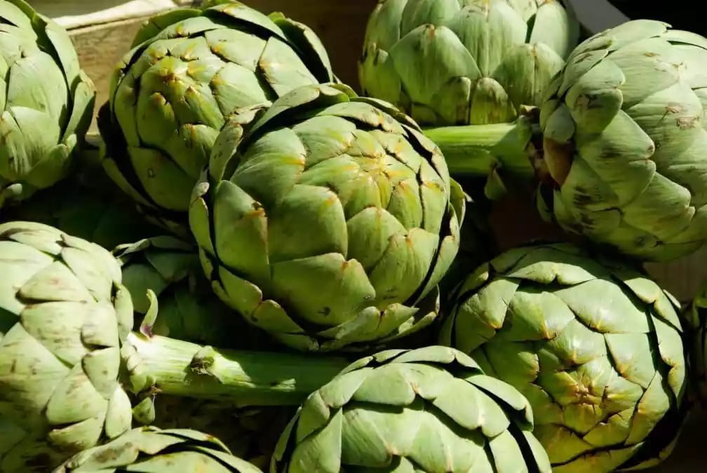 Planta herbácea de alcachofa con hojas en roseta primaverales