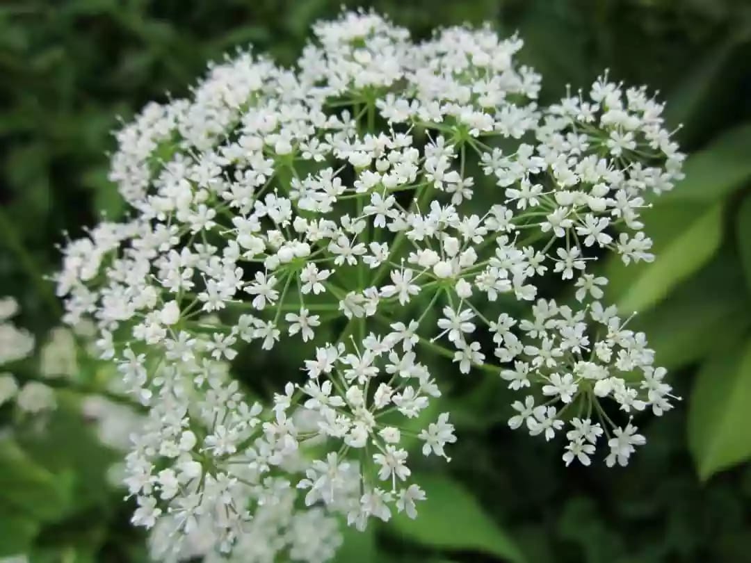 Planta anual de alcaravea con flores blancas y semillas aromáticas