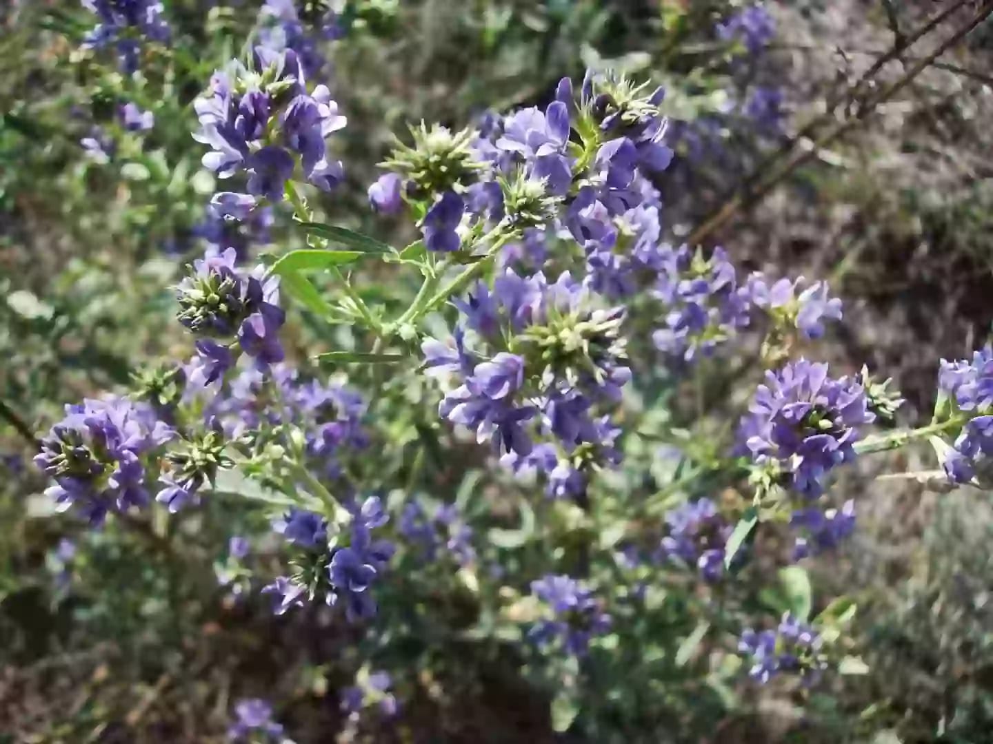 Planta perenne de alfalfa con racimos de flores púrpuras