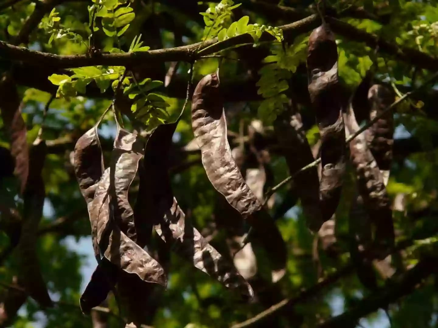 Árbol de algarroba con vainas marrones y hojas verdes