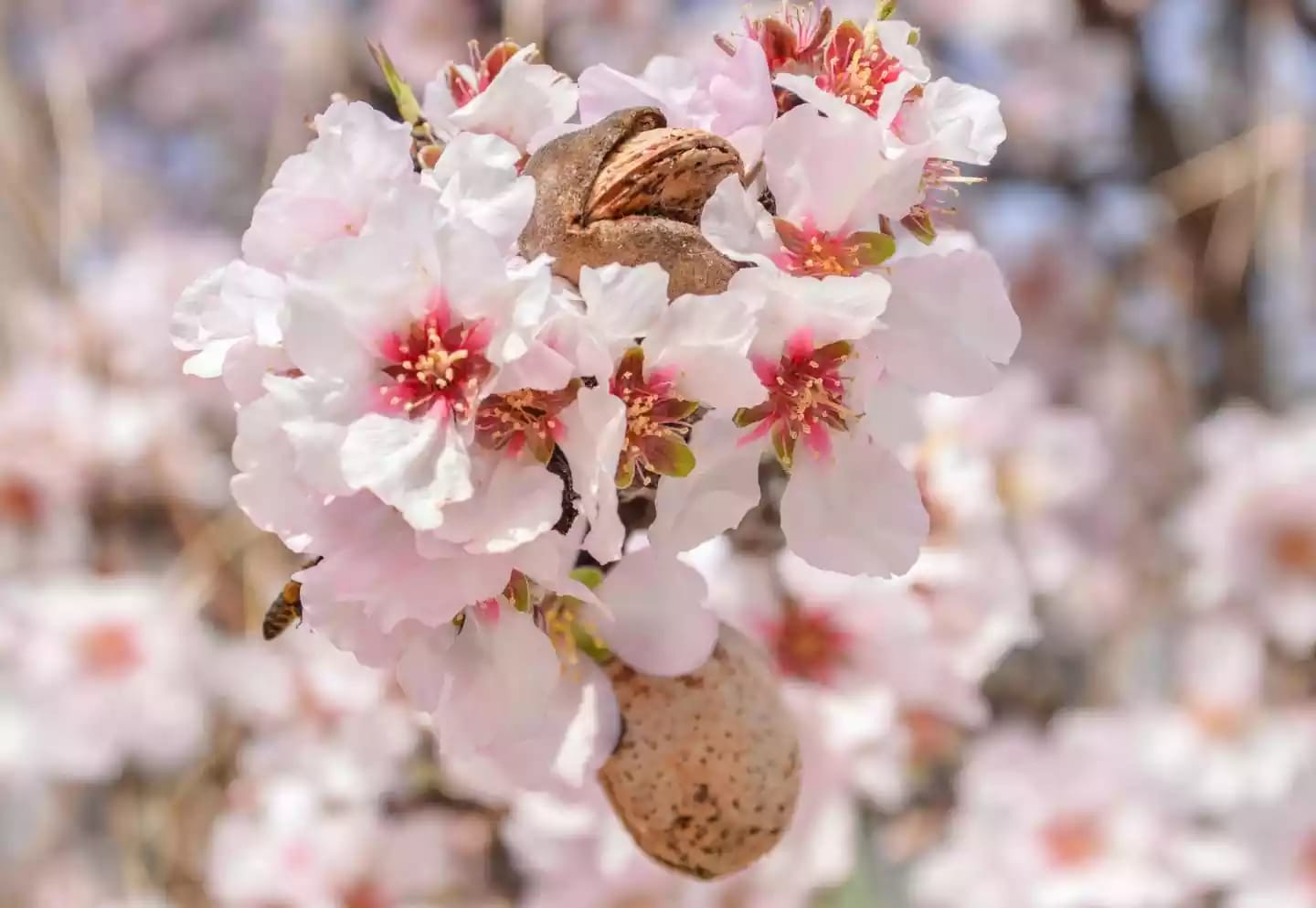 Árbol caducifolio de almendro productor del fruto de la almendra