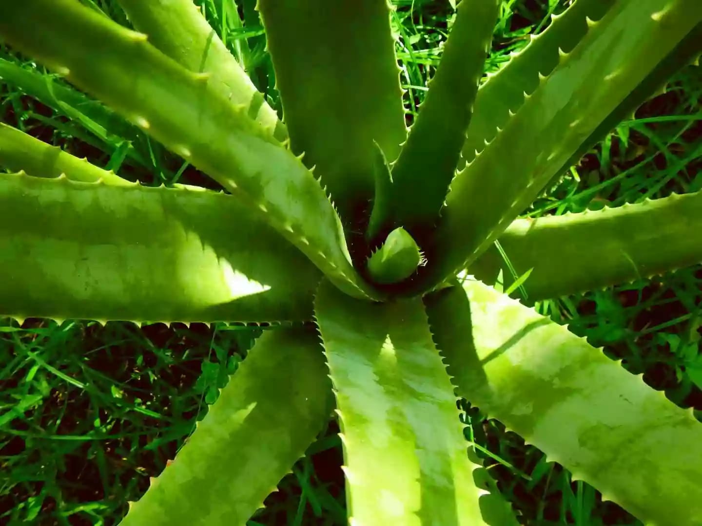 Planta de áloe vera con hojas gruesas dentadas en roseta