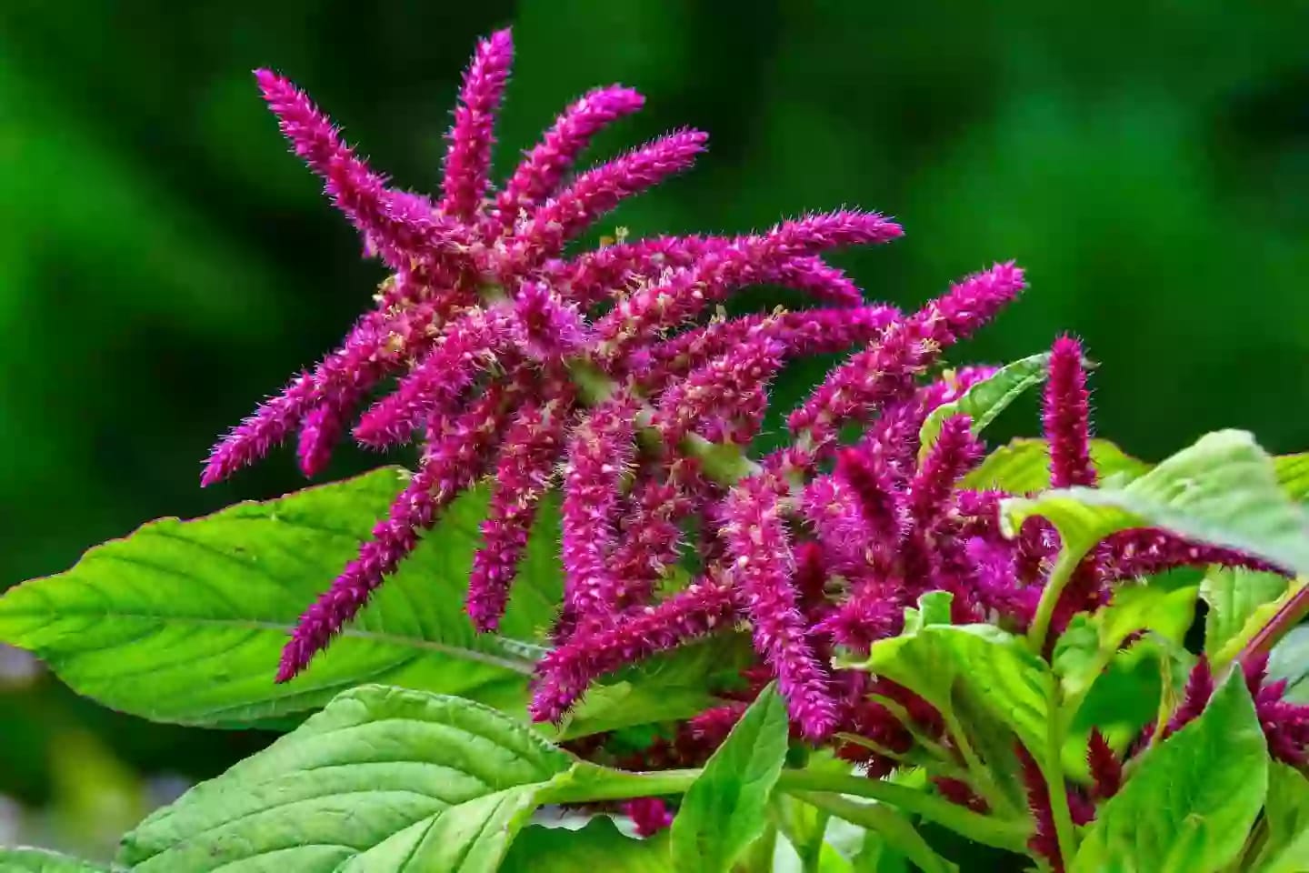 Planta herbácea de amaranto valorada como especie sagrada ancestral