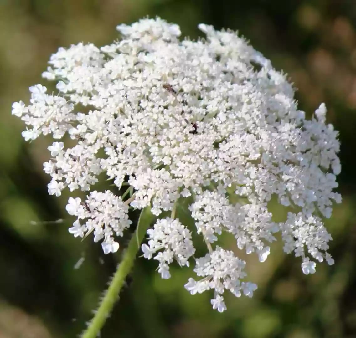 Planta de angélica con flores blancas y hojas grandes ramificadas